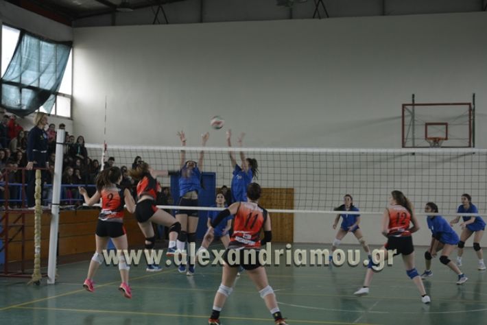 volley _1ogel-kassandra091